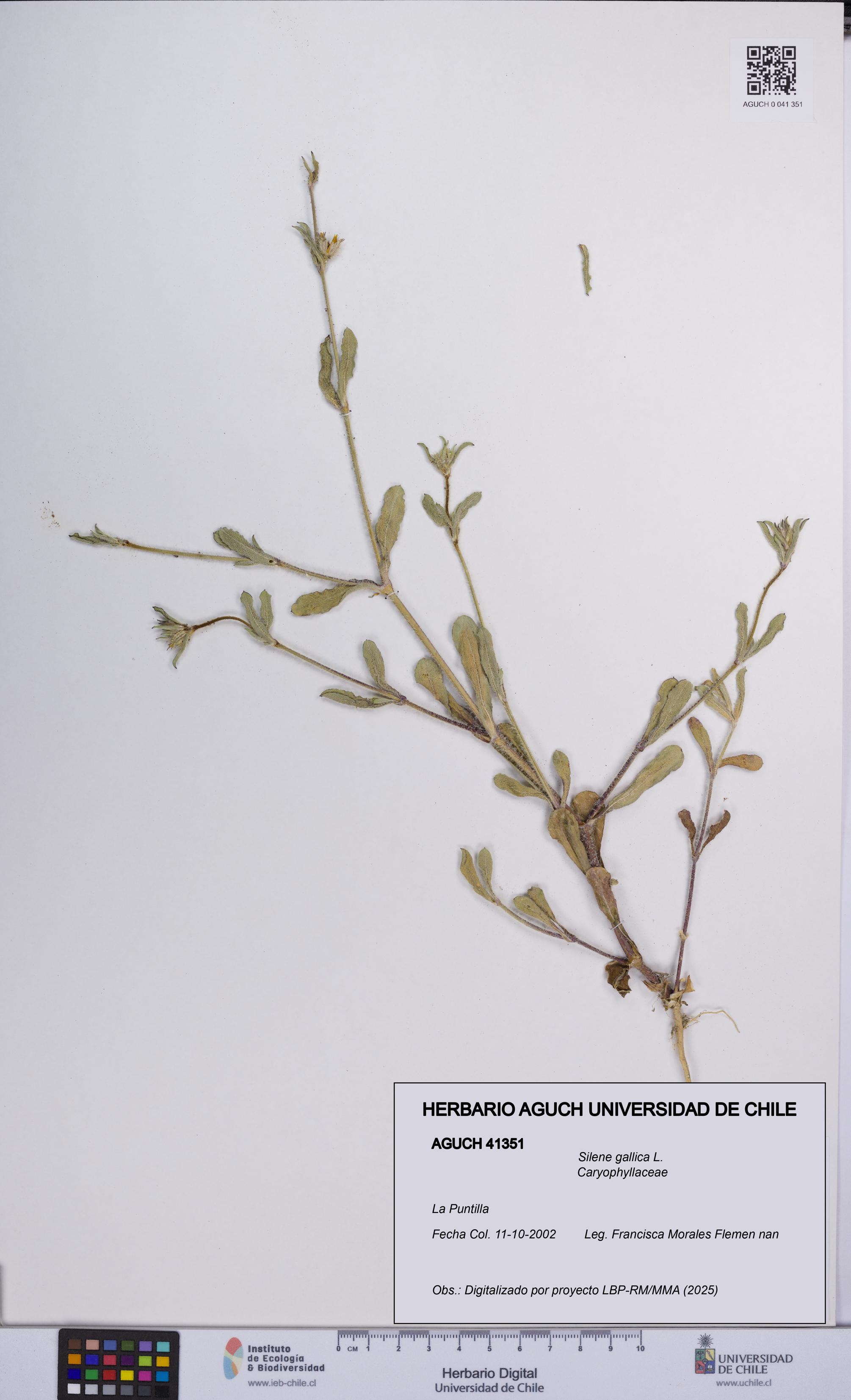 Silene gallica [Espécimen: UCH:AGUCH:0041351]