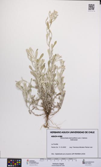 Gamochaeta stachydifolia [Espécimen: UCH:AGUCH:0041352]