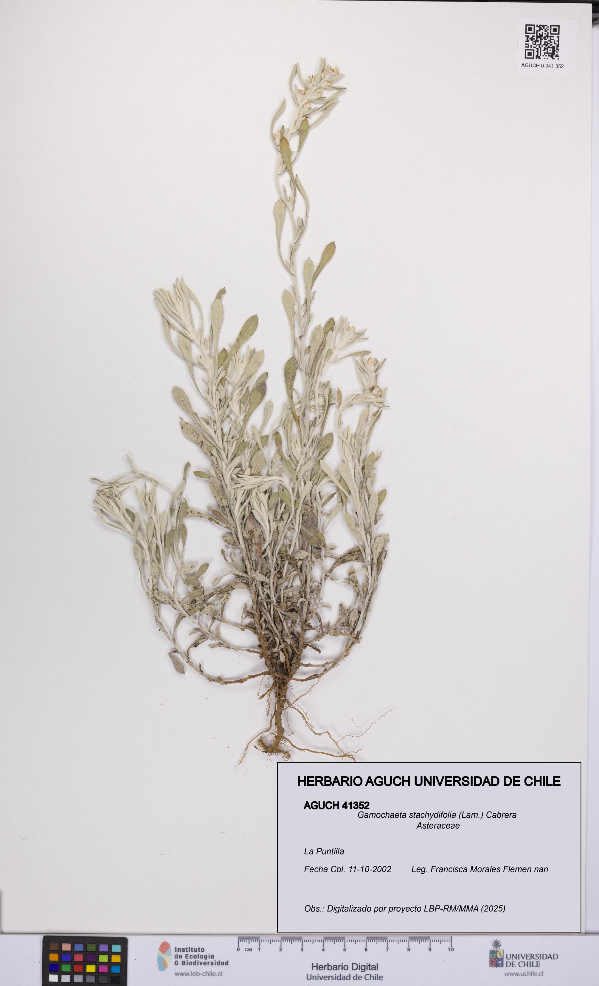 Gamochaeta stachydifolia [Espécimen: UCH:AGUCH:0041352]