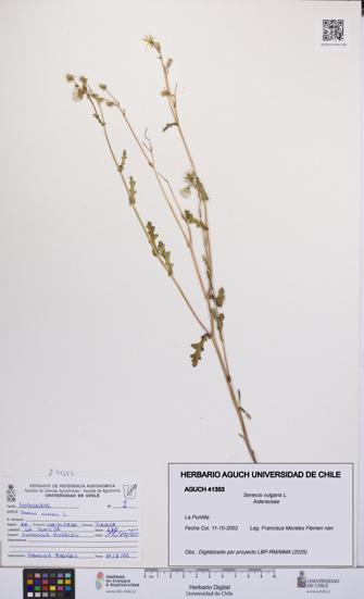 Senecio vulgaris [Espécimen: UCH:AGUCH:0041353]