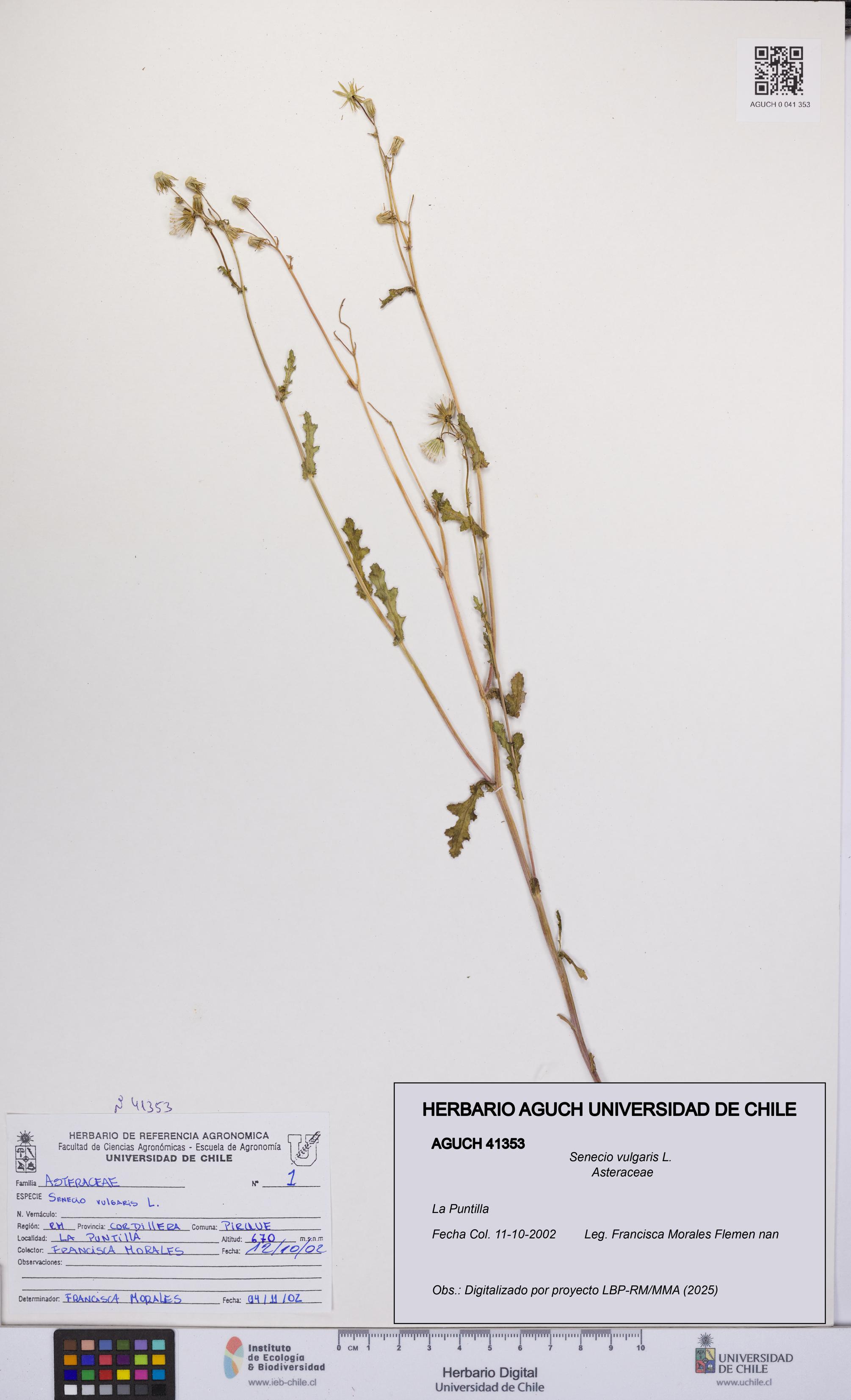 Senecio vulgaris [Espécimen: UCH:AGUCH:0041353]