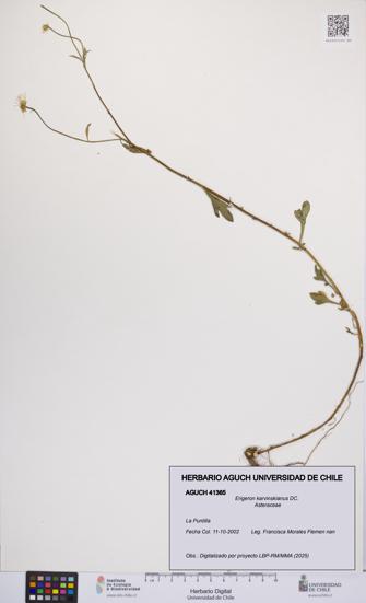 Erigeron karvinskianus [Espécimen: UCH:AGUCH:0041365]