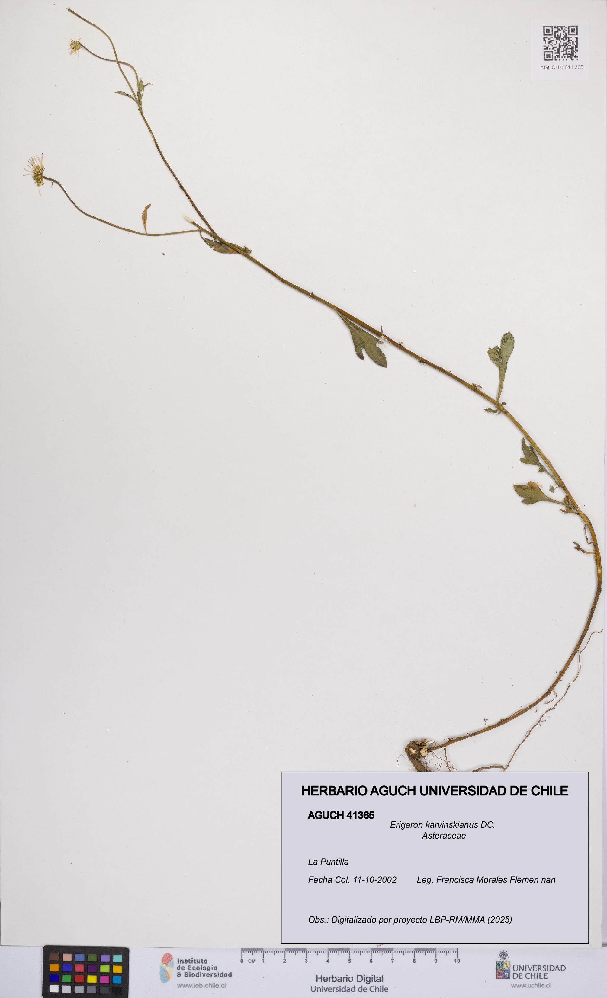 Erigeron karvinskianus [Espécimen: UCH:AGUCH:0041365]