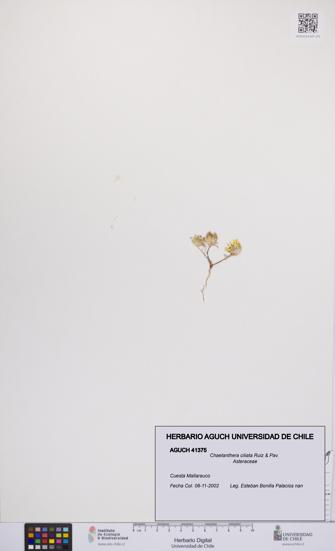 Chaetanthera ciliata [Espécimen: UCH:AGUCH:0041375]