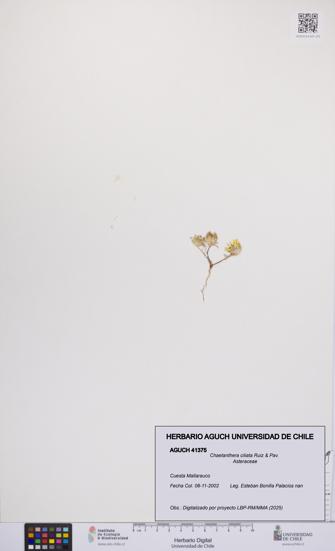 Chaetanthera ciliata [Espécimen: UCH:AGUCH:0041375]