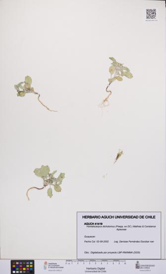 Homalocarpus dichotomus [Espécimen: UCH:AGUCH:0041419]