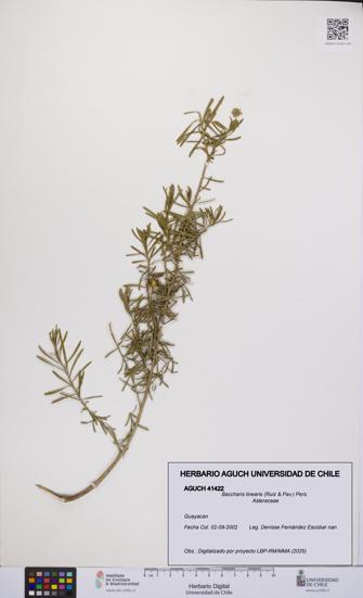 Baccharis linearis [Espécimen: UCH:AGUCH:0041422]