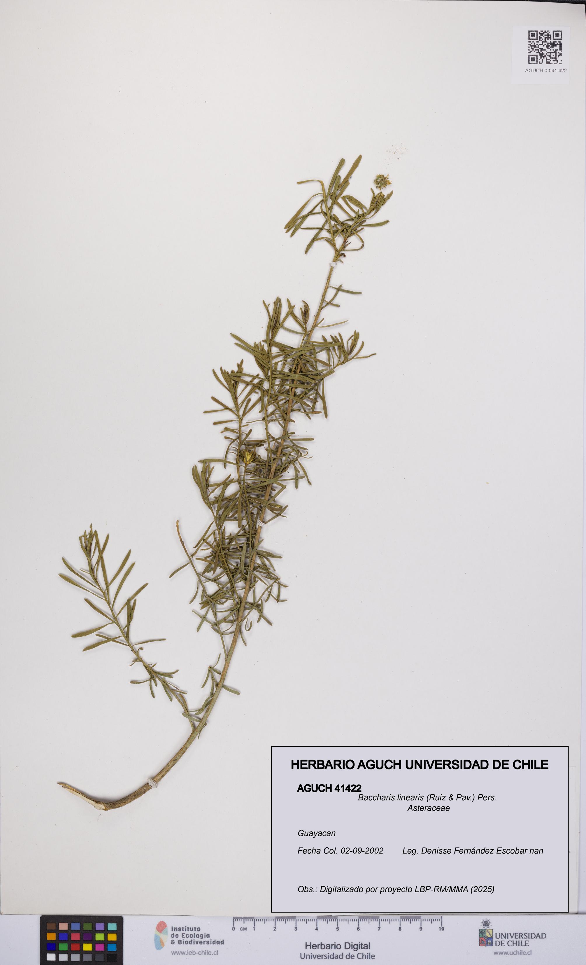 Baccharis linearis [Espécimen: UCH:AGUCH:0041422]