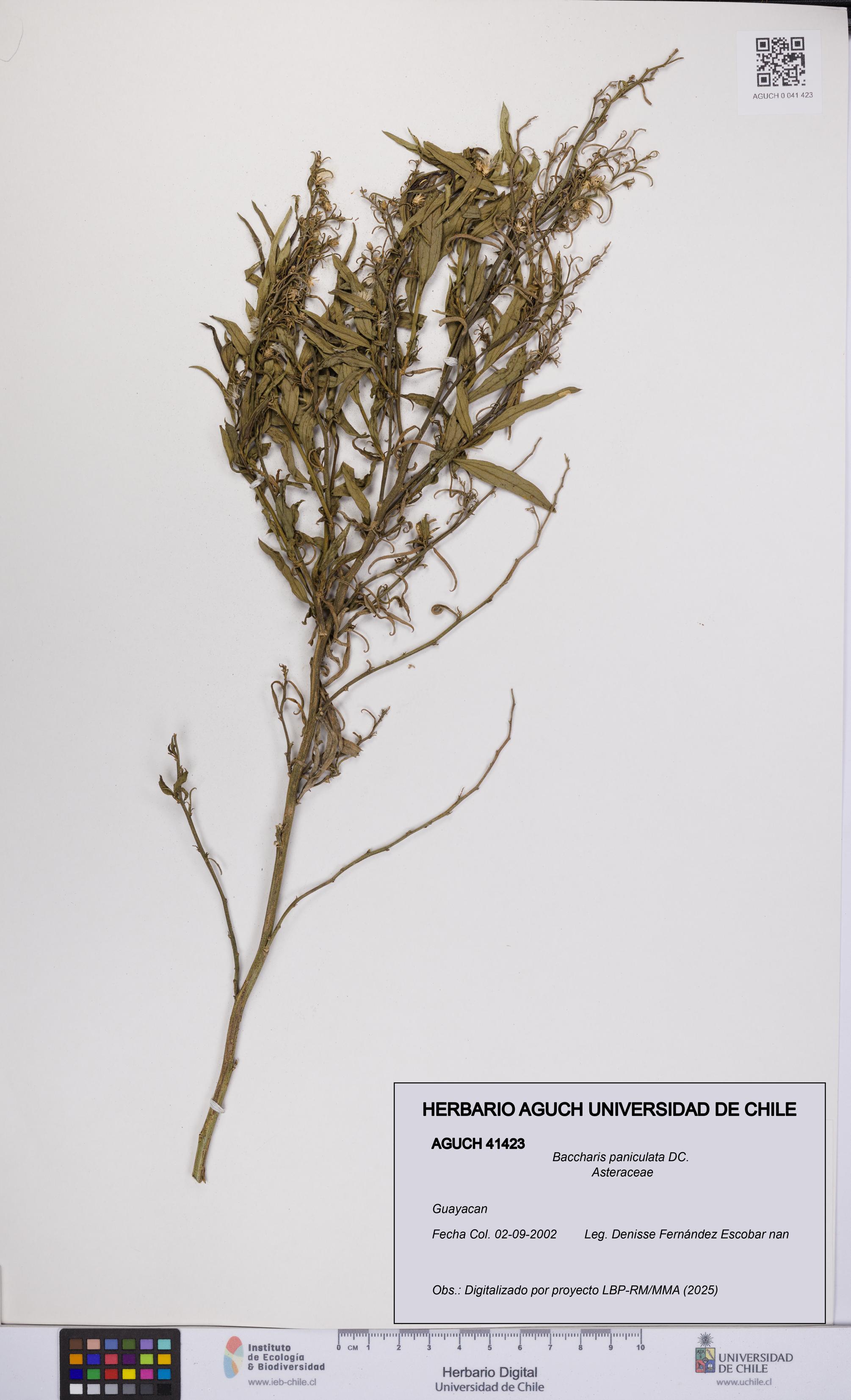 Baccharis paniculata [Espécimen: UCH:AGUCH:0041423]
