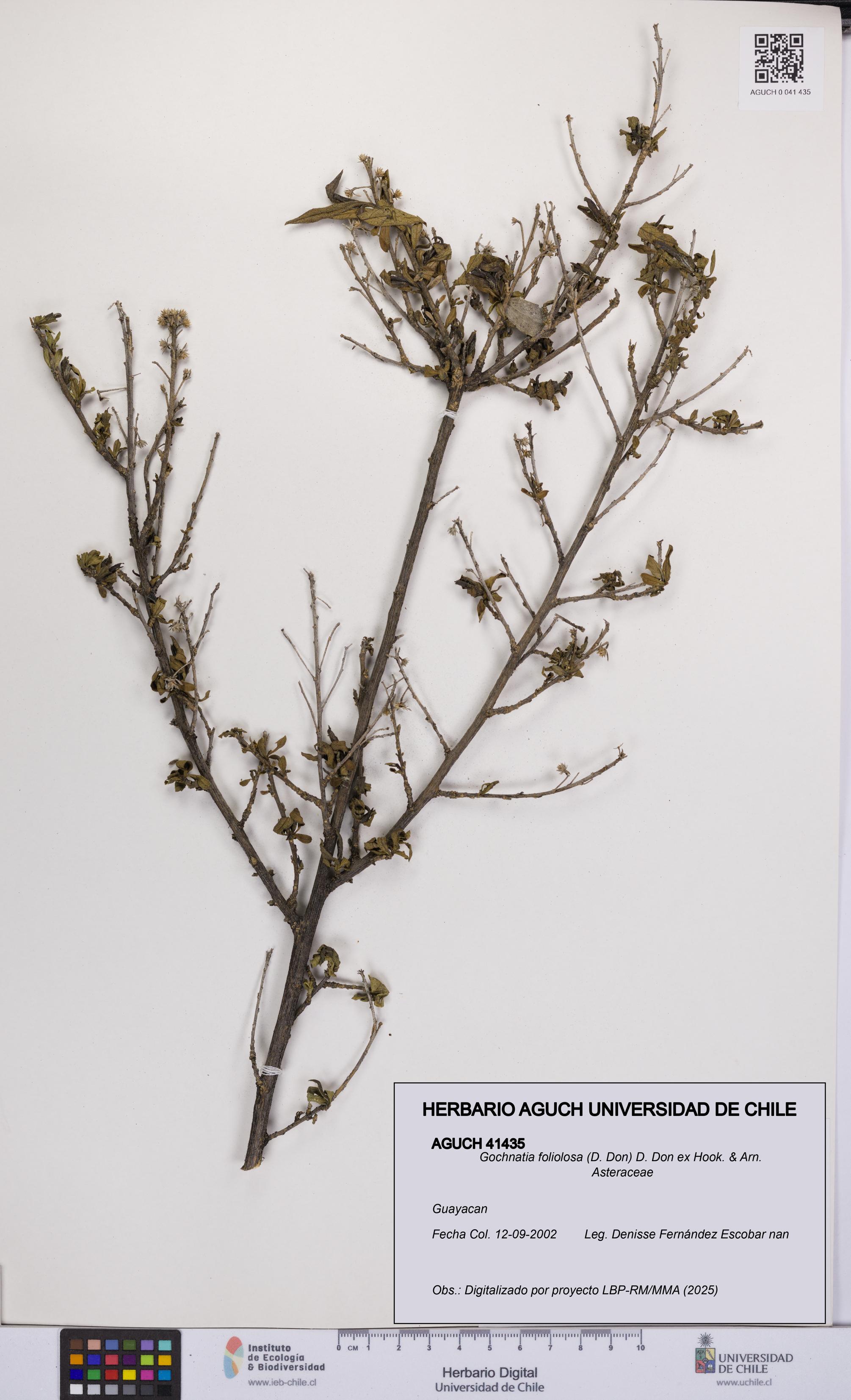 Gochnatia foliolosa [Espécimen: UCH:AGUCH:0041435]