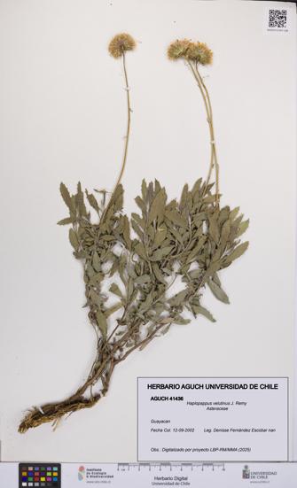 Haplopappus velutinus [Espécimen: UCH:AGUCH:0041436]