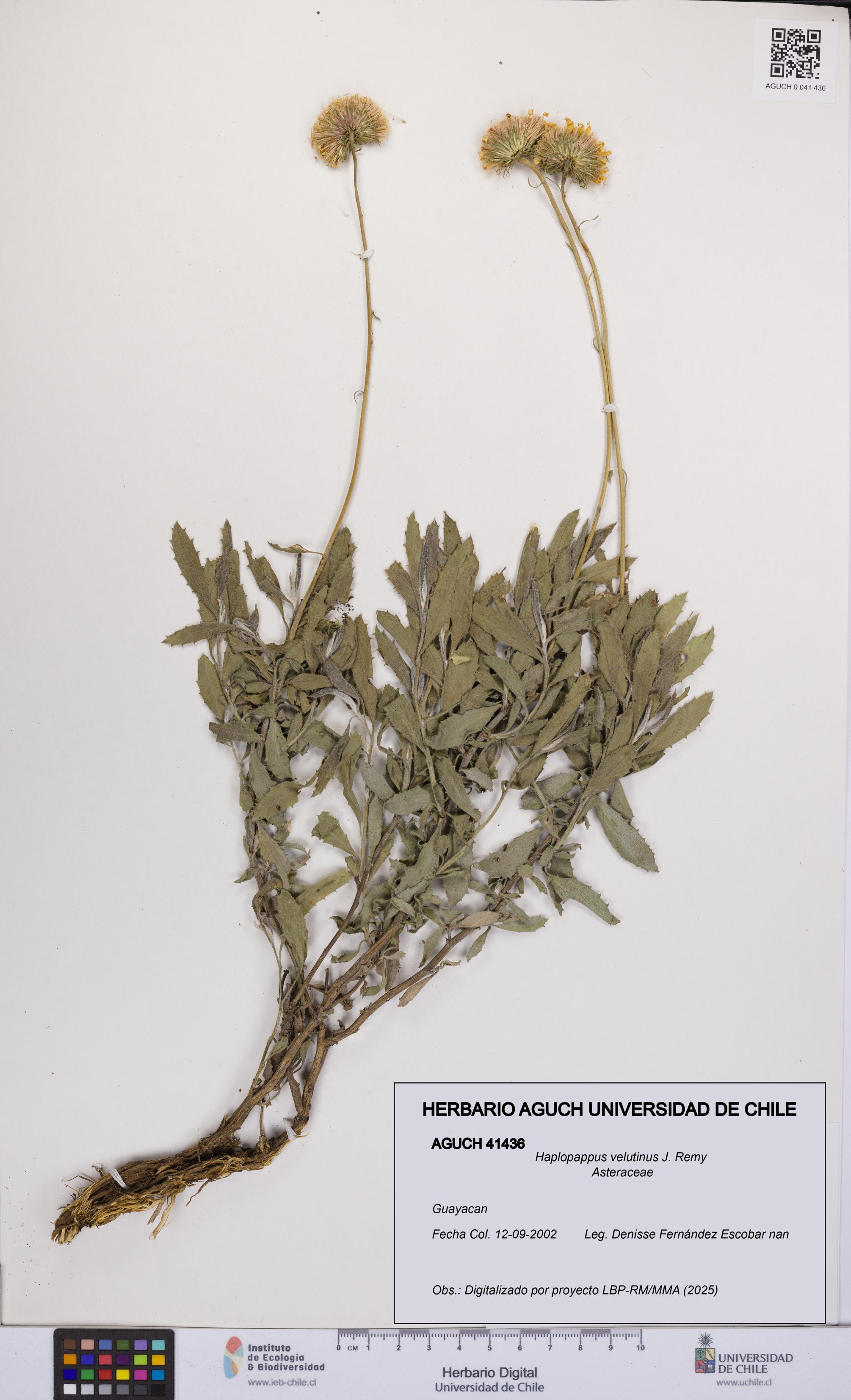 Haplopappus velutinus [Espécimen: UCH:AGUCH:0041436]