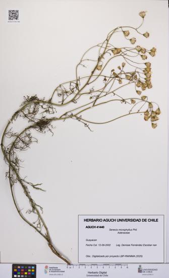 Senecio microphyllus [Espécimen: UCH:AGUCH:0041440]