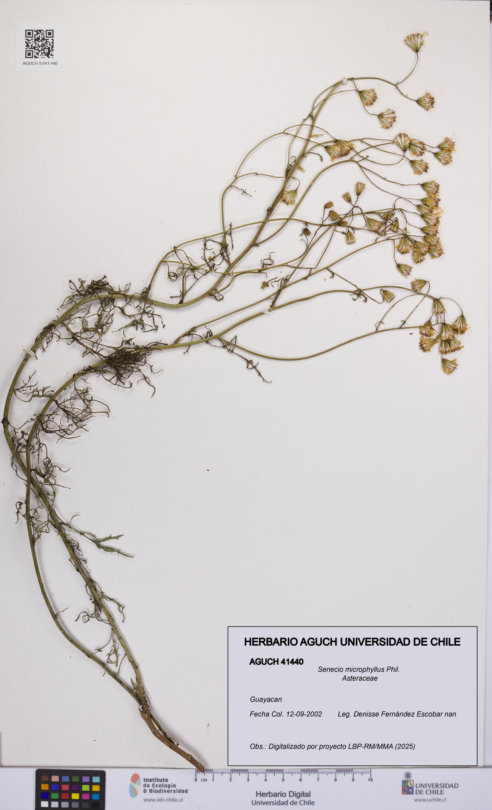 Senecio microphyllus [Espécimen: UCH:AGUCH:0041440]