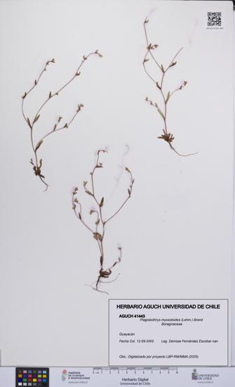 Plagiobothrys myosotoides [Espécimen: UCH:AGUCH:0041443]