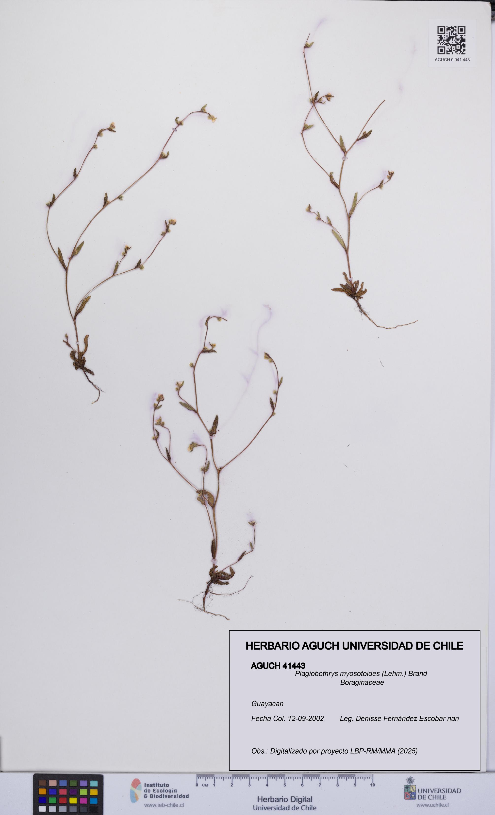 Plagiobothrys myosotoides [Espécimen: UCH:AGUCH:0041443]