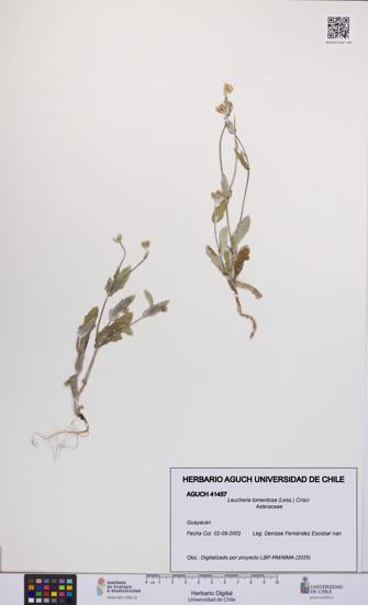 Leucheria tomentosa [Espécimen: UCH:AGUCH:0041457]