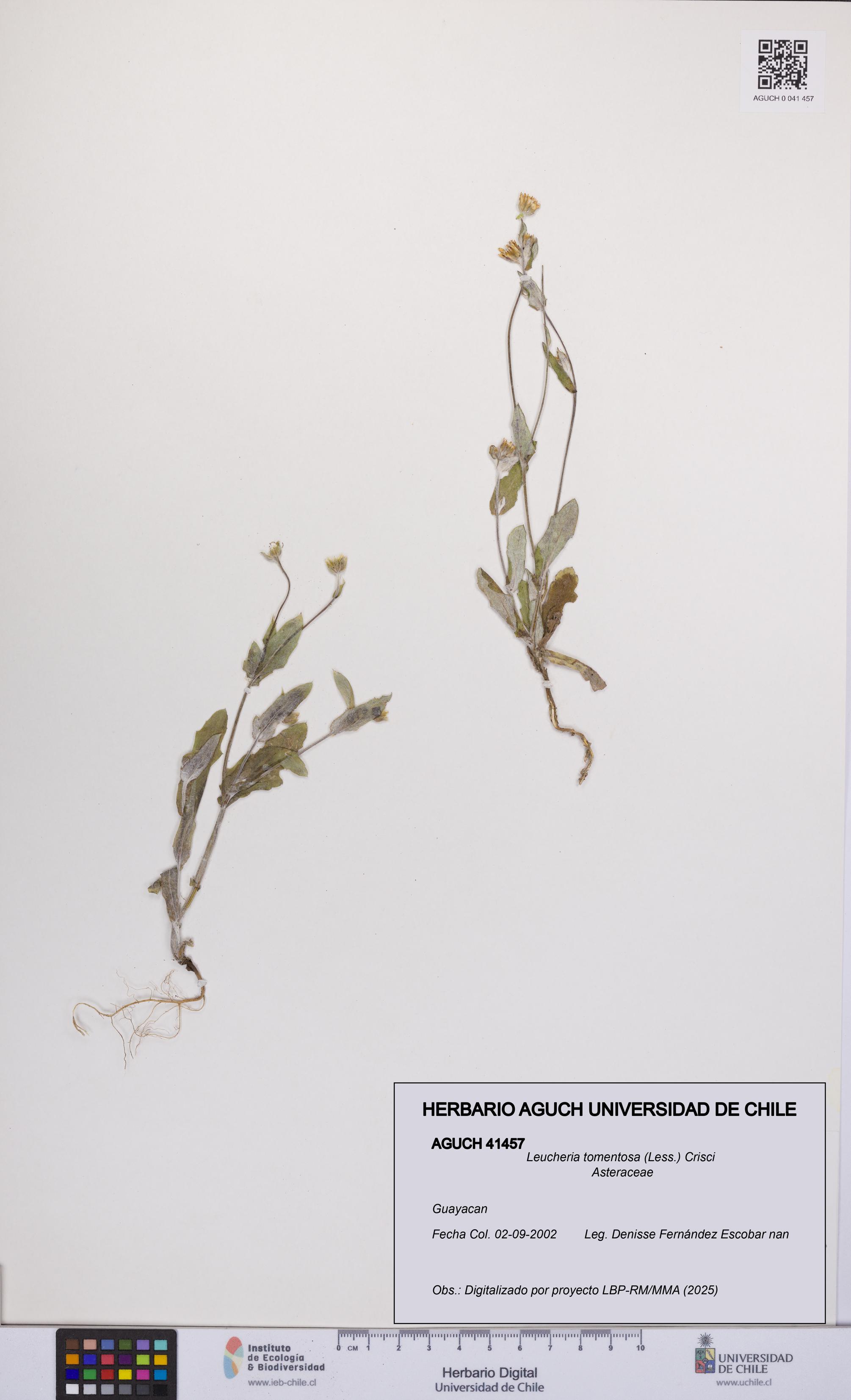 Leucheria tomentosa [Espécimen: UCH:AGUCH:0041457]