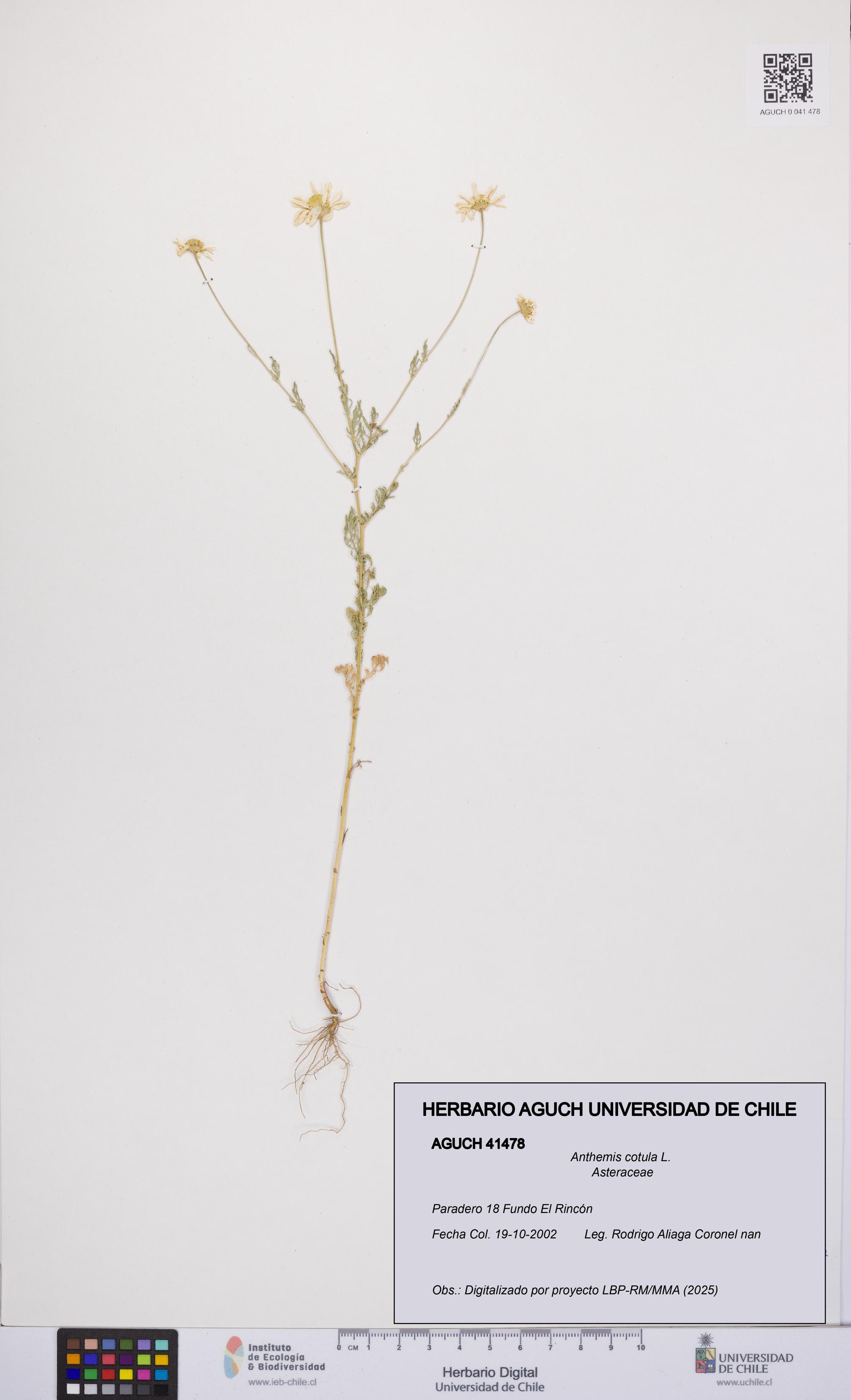 Anthemis cotula [Espécimen: UCH:AGUCH:0041478]
