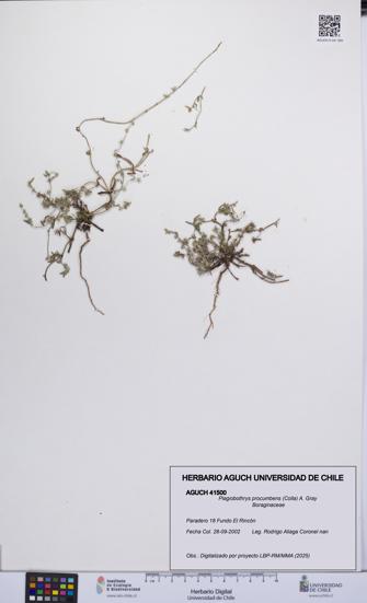 Plagiobothrys procumbens [Espécimen: UCH:AGUCH:0041500]
