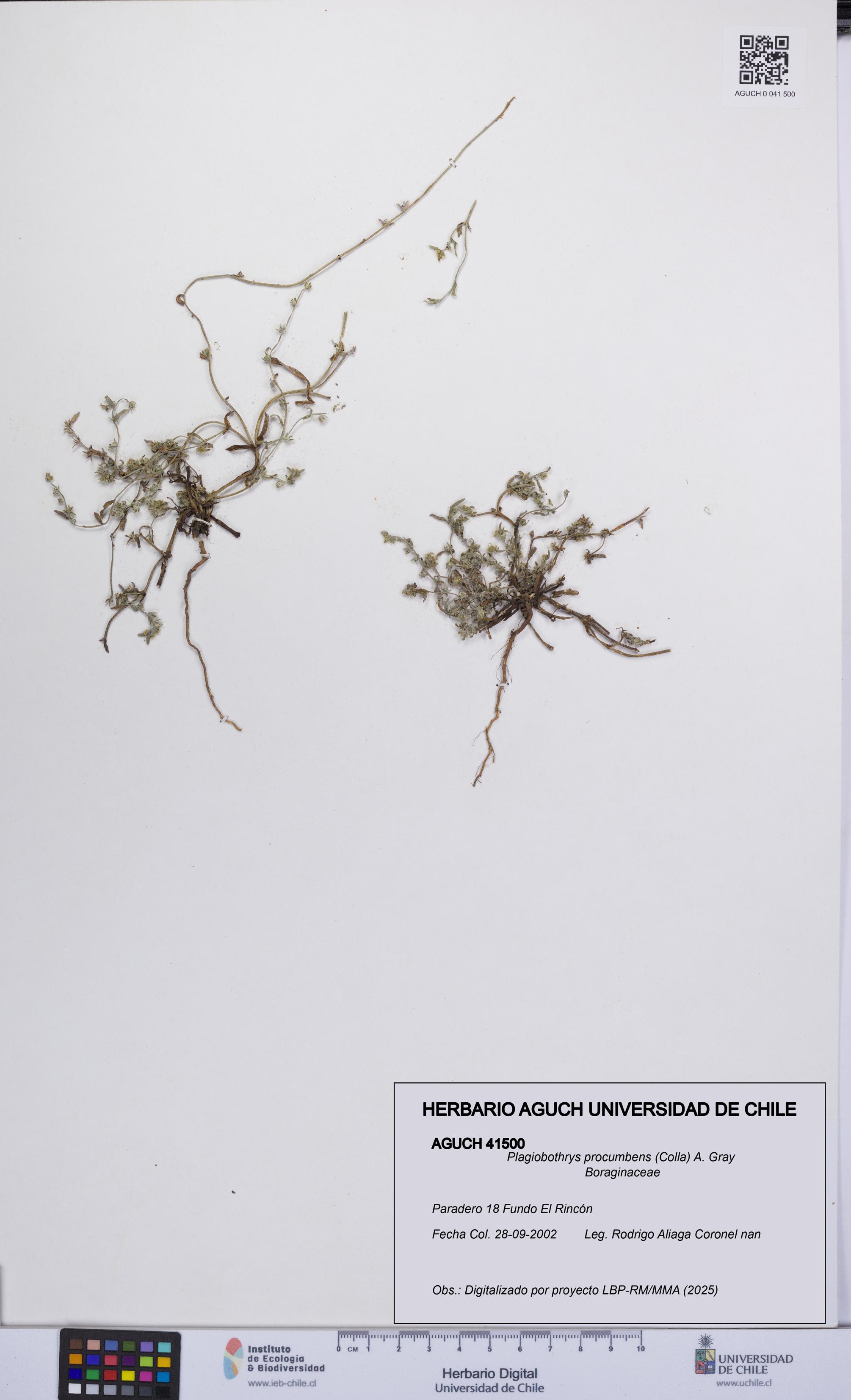 Plagiobothrys procumbens [Espécimen: UCH:AGUCH:0041500]