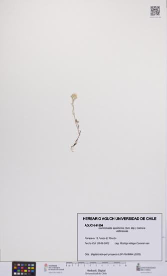 Gamochaeta spiciformis [Espécimen: UCH:AGUCH:0041504]