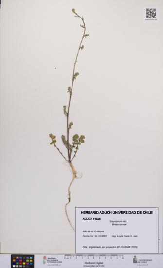 Sisymbrium irio [Espécimen: UCH:AGUCH:0041526]
