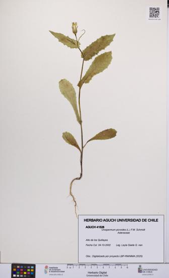 Urospermum picroides [Espécimen: UCH:AGUCH:0041528]