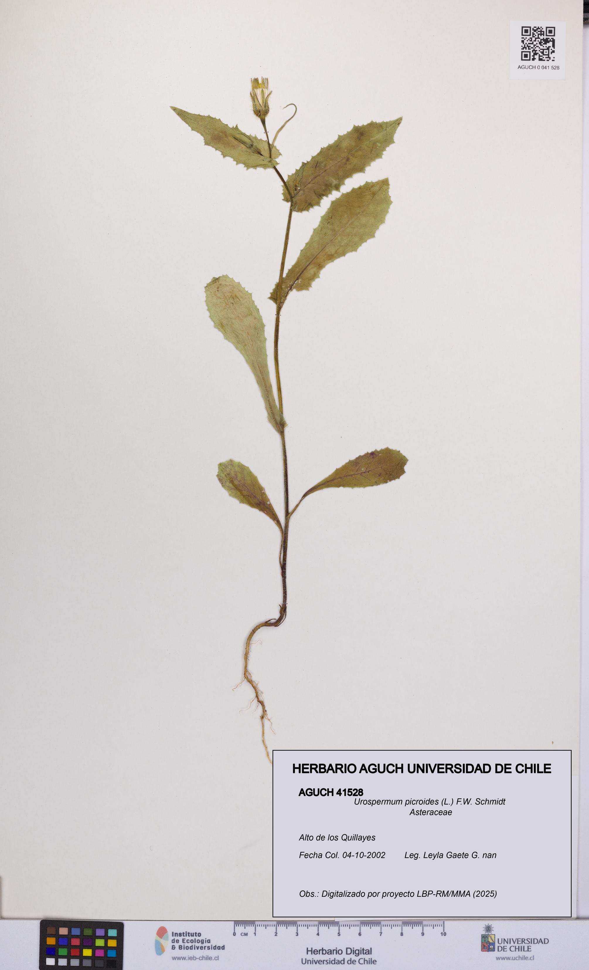 Urospermum picroides [Espécimen: UCH:AGUCH:0041528]