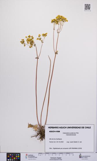Calceolaria pratensis [Espécimen: UCH:AGUCH:0041538]