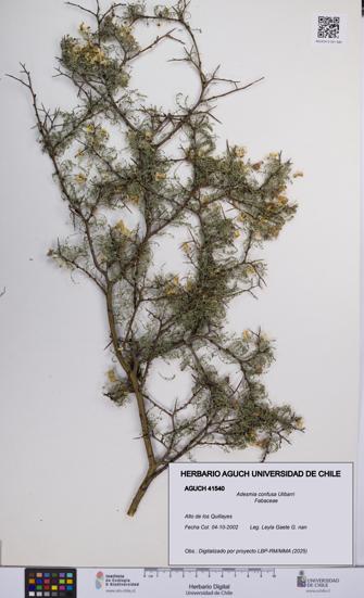 Adesmia confusa [Espécimen: UCH:AGUCH:0041540]