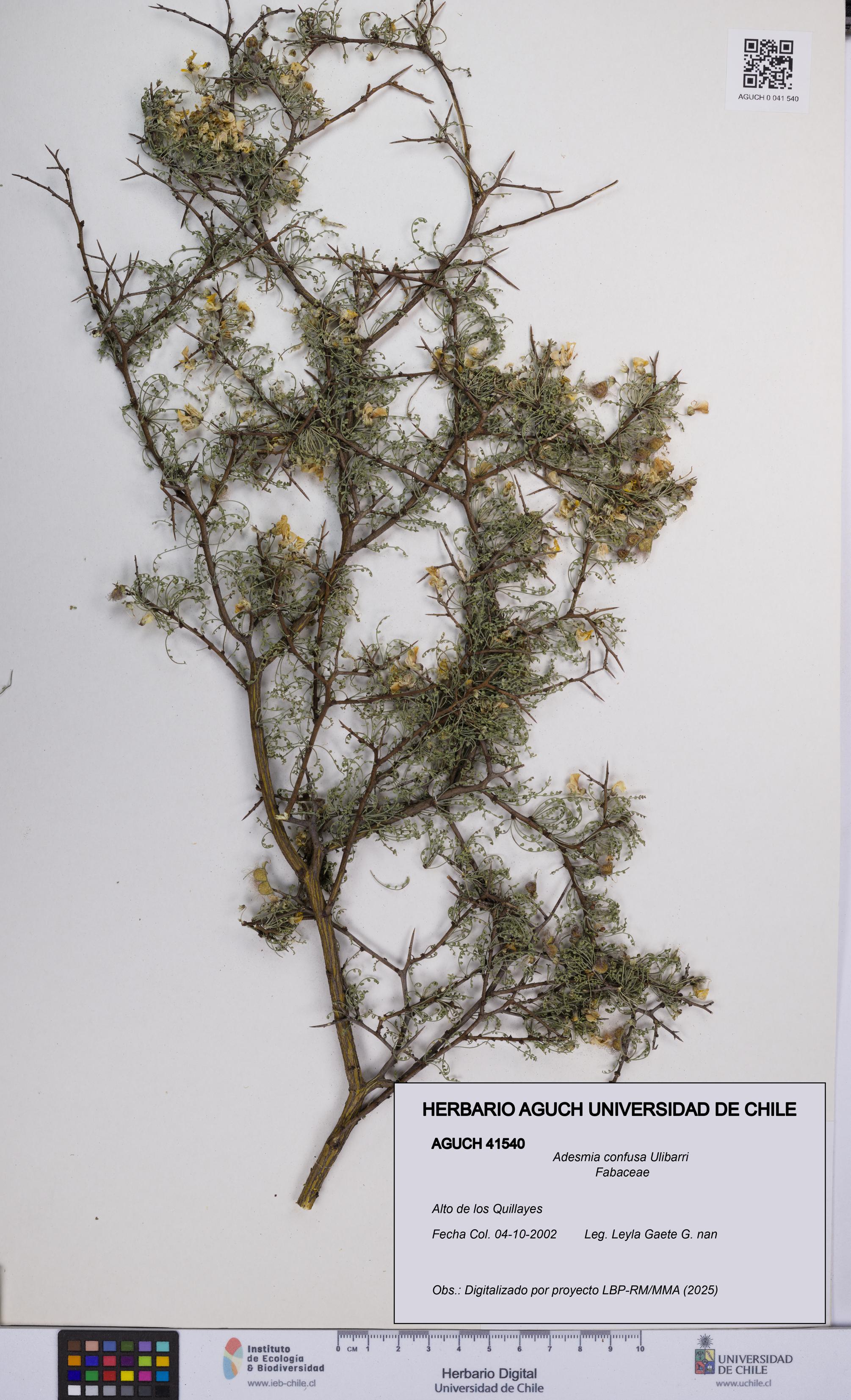 Adesmia confusa [Espécimen: UCH:AGUCH:0041540]