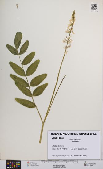 Galega officinalis [Espécimen: UCH:AGUCH:0041546]