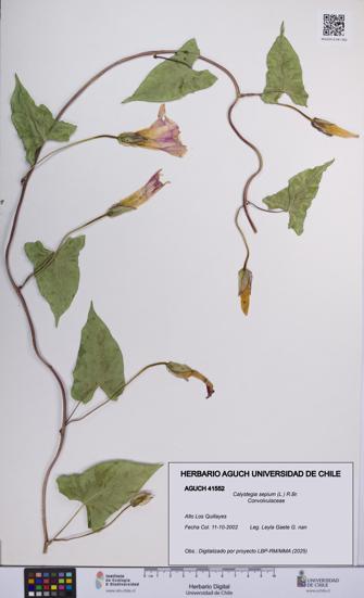 Calystegia sepium [Espécimen: UCH:AGUCH:0041552]
