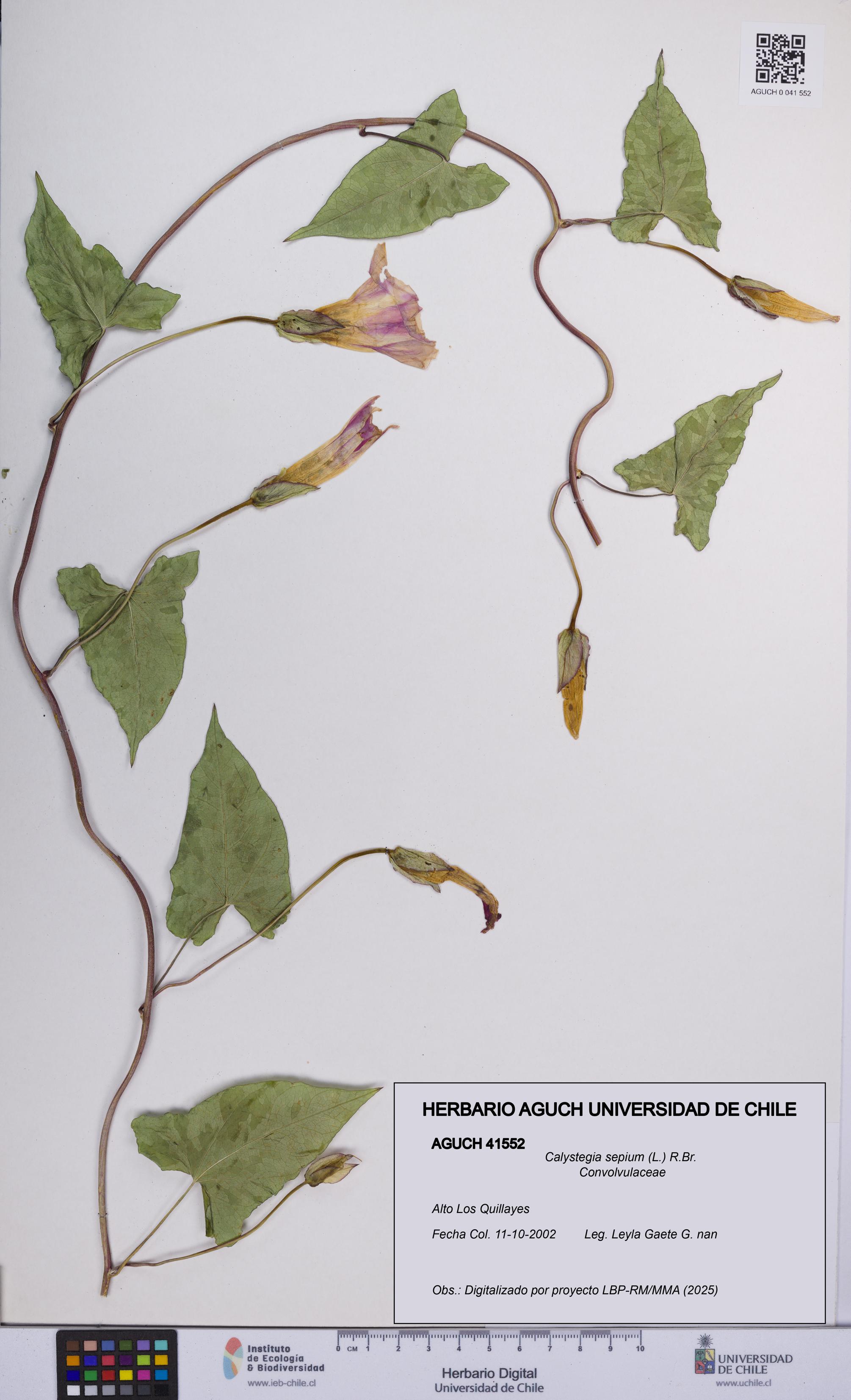 Calystegia sepium [Espécimen: UCH:AGUCH:0041552]