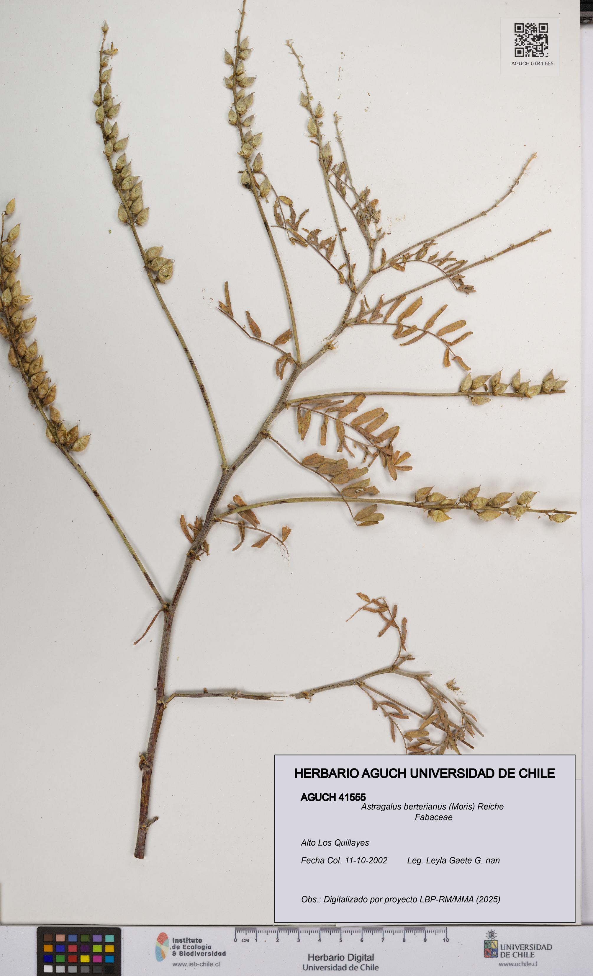 Astragalus berterianus [Espécimen: UCH:AGUCH:0041555]