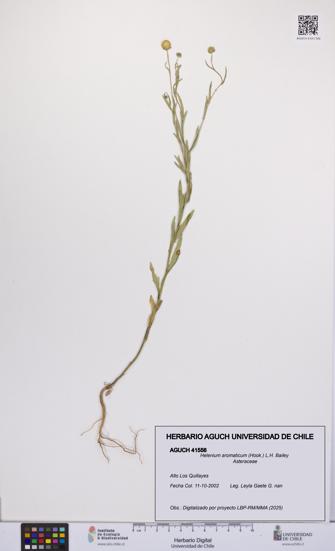 Helenium aromaticum [Espécimen: UCH:AGUCH:0041556]