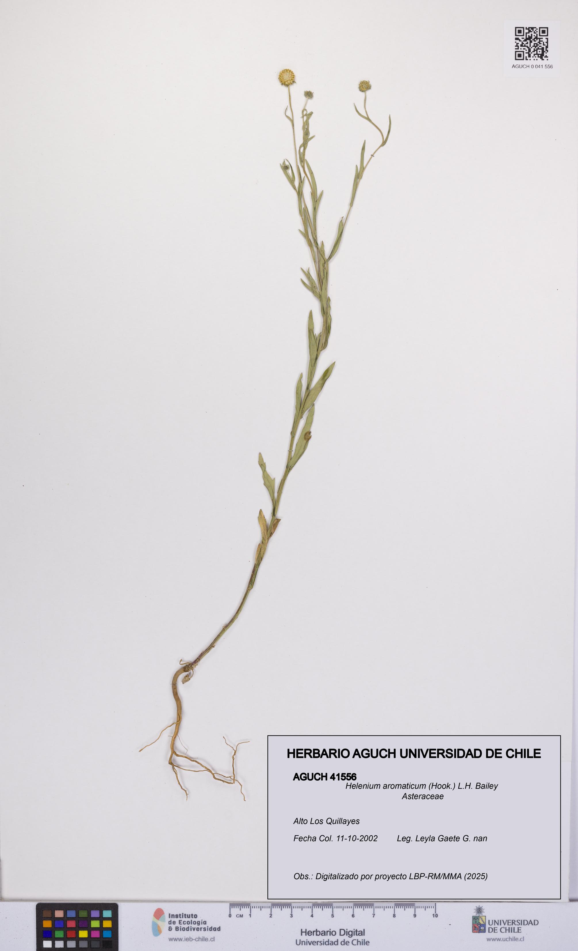 Helenium aromaticum [Espécimen: UCH:AGUCH:0041556]