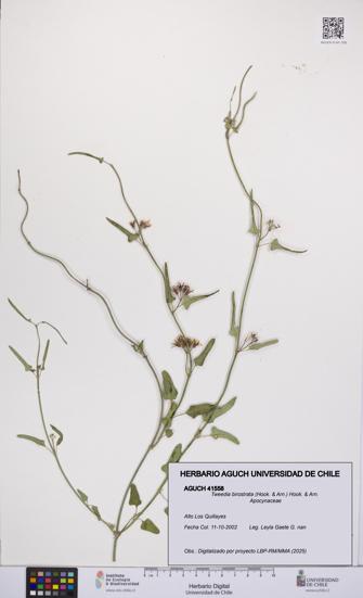 Tweedia birostrata [Espécimen: UCH:AGUCH:0041558]