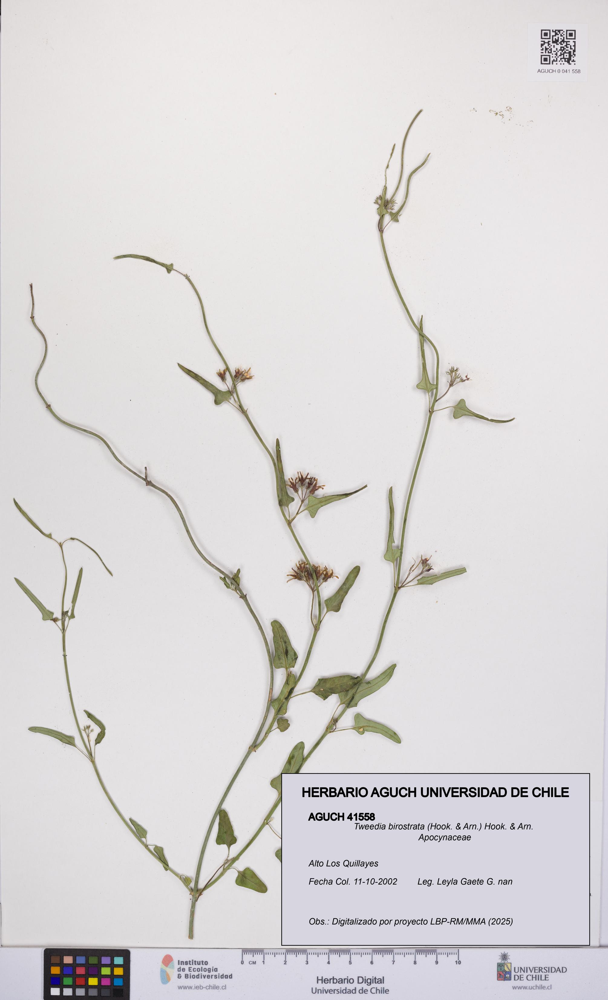 Tweedia birostrata [Espécimen: UCH:AGUCH:0041558]