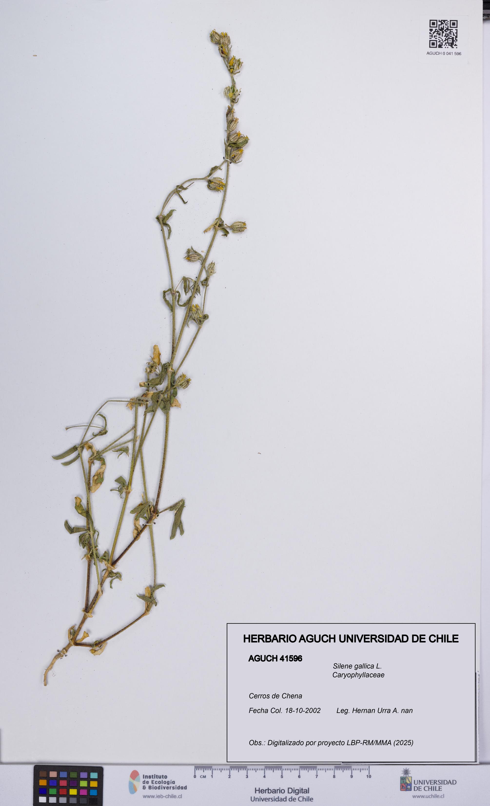Silene gallica [Espécimen: UCH:AGUCH:0041596]