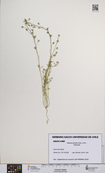 Adesmia tenella [Espécimen: UCH:AGUCH:0041600]