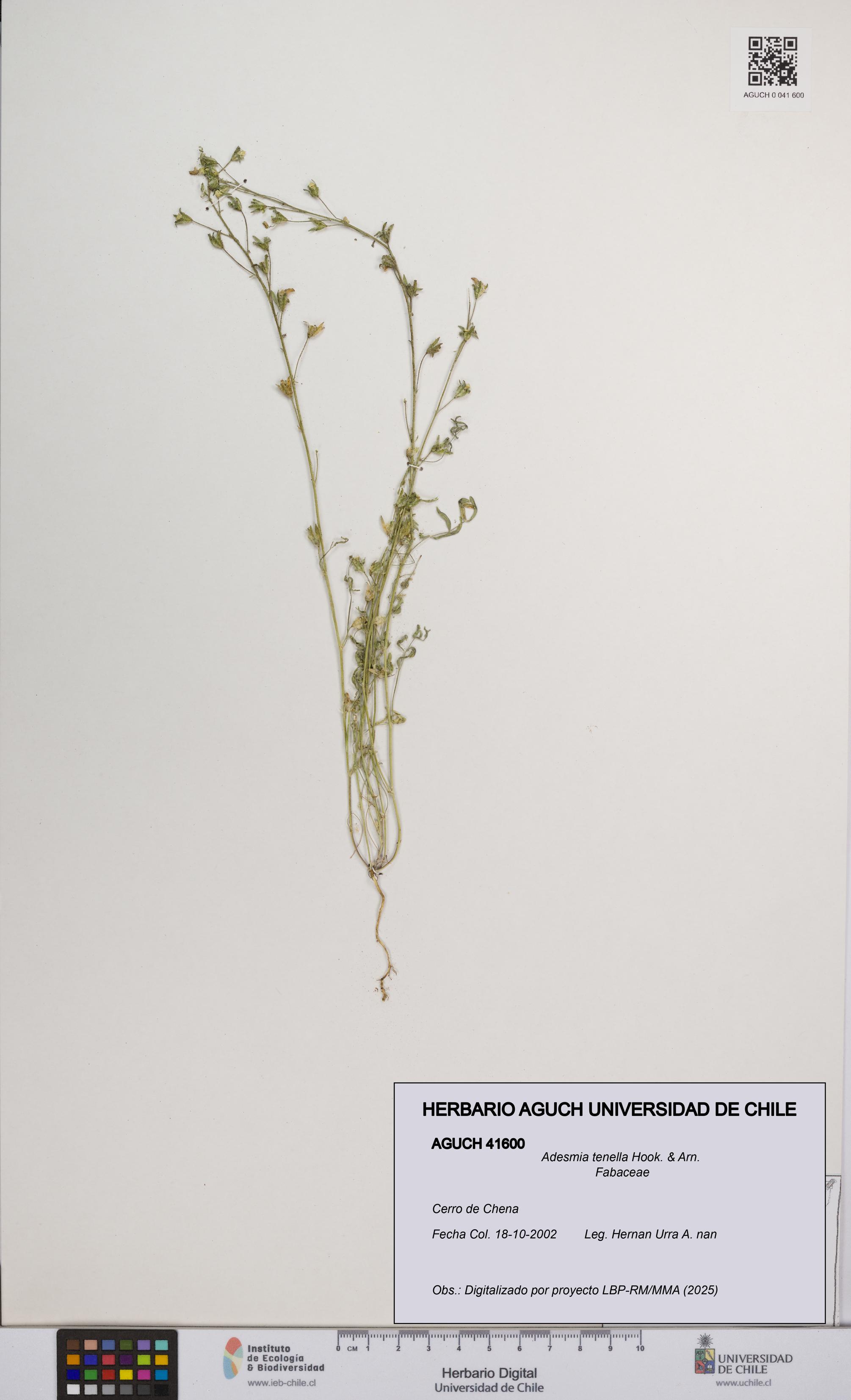 Adesmia tenella [Espécimen: UCH:AGUCH:0041600]