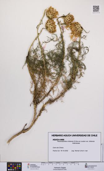 Plectocephalus chilensis var. chilensis [Espécimen: UCH:AGUCH:0041603]
