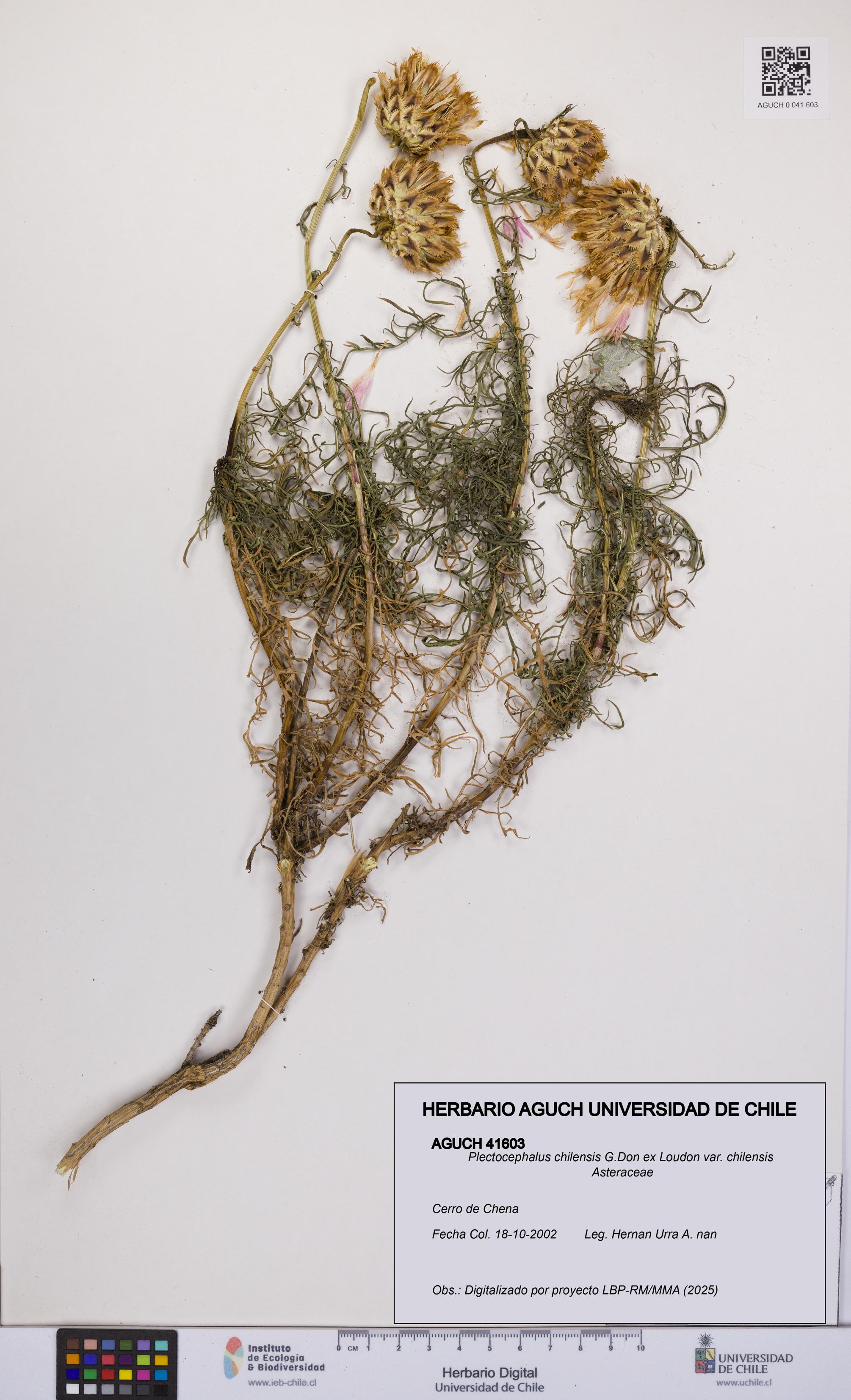 Plectocephalus chilensis var. chilensis [Espécimen: UCH:AGUCH:0041603]