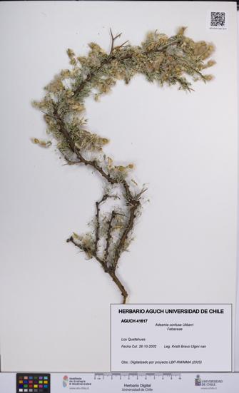 Adesmia confusa [Espécimen: UCH:AGUCH:0041617]