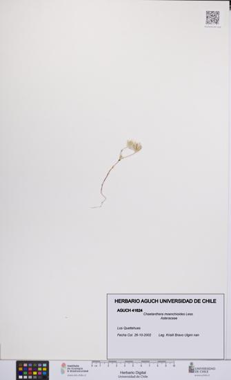 Chaetanthera moenchioides [Espécimen: UCH:AGUCH:0041624]