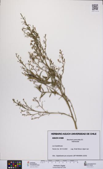 Baccharis paniculata [Espécimen: UCH:AGUCH:0041626]