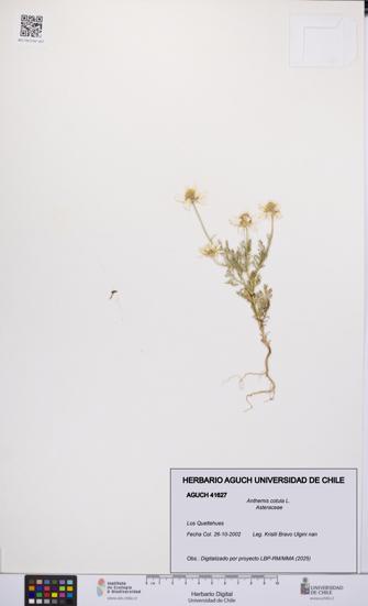 Anthemis cotula [Espécimen: UCH:AGUCH:0041627]