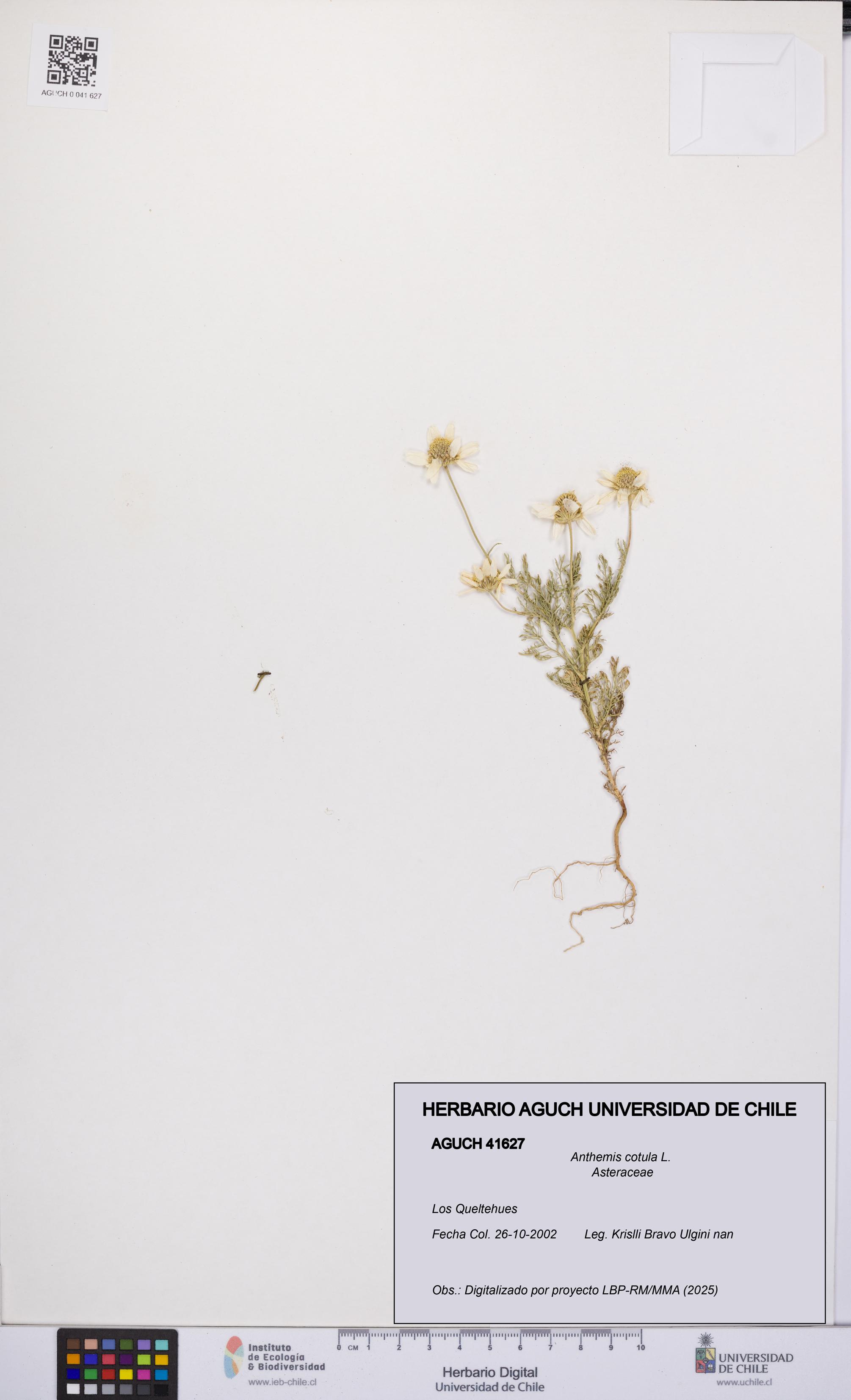 Anthemis cotula [Espécimen: UCH:AGUCH:0041627]